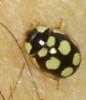 Oenopia lyncea
